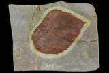 Fossil Leaf (Davidia) - Montana #120812-1